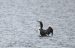 1-Plongeon imbrin | Gavia immer | Great Northern Loon